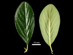 Cotoneaster dammeri: Leaves, upper and lower surfaces.
 Image: D. Glenny © Landcare Research 2017 CC BY 3.0 NZ